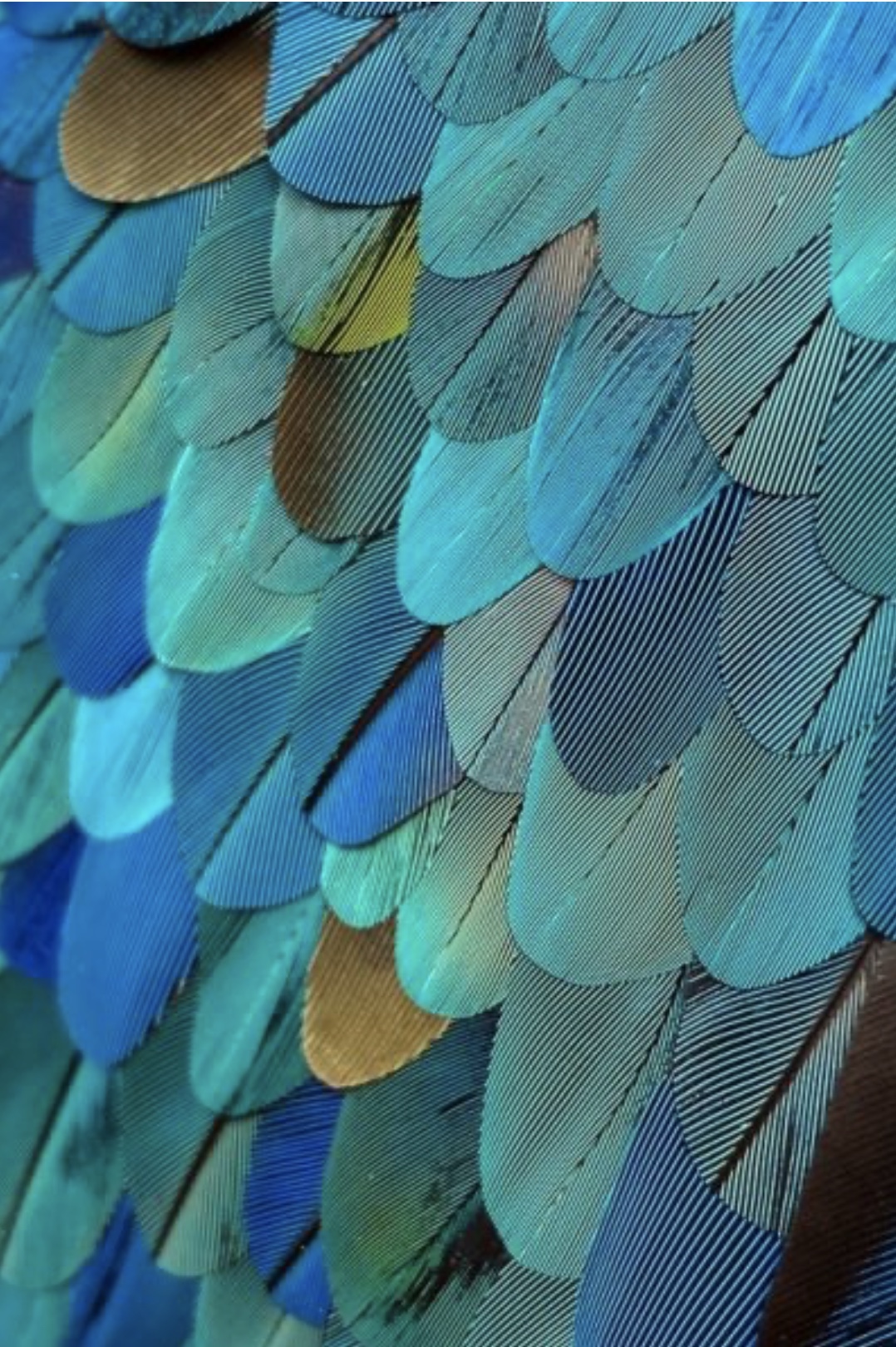 L’Oiseau Bleu – Benjamin Knobil